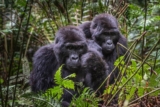 Gorilla Conservation in Uganda