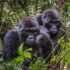 Mara Intrepids Tented Camp