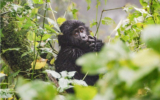 Bwindi Impenetrable National Park Uganda’s Ultimate Gorilla Trekking Destination.