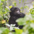 Chimpanzee Trekking and Chimpanzee Habituation in Kibale National Park