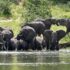 Kazinga Channel Boat Cruise | Uganda Wildlife Safari