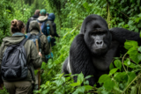 Gorilla Trekking vs Gorilla Habituation in Uganda and Rwanda