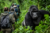 3-Day Gorilla Trekking & Batwa Experience in Bwindi NP