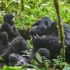 Rwanda Gorilla Trekking Safari | Mountain Gorillas – Ngoni Safaris
