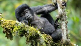 3-Day Gorilla Trekking & Batwa Experience in Bwindi NP