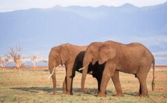 3-Day Fly to Kidepo Valley National Park