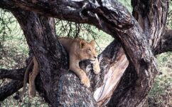 5-Day Best of Mara River Wildebeest Crossing Fly-in Trip