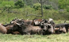 5-Day Best of Mara River Wildebeest Crossing Fly-in Trip