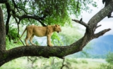 Lion Tracking in Uganda | Wildlife Safaris – Ngoni Safaris