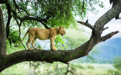 5-Day Best of Mara River Wildebeest Crossing Fly-in Trip