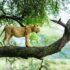 Ngorongoro Crater Tanzania Safari Guide | Ngoni Safaris