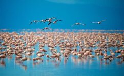 5-Day Best of Mara River Wildebeest Crossing Fly-in Trip