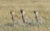 4-Day Masai Mara-Lake Nakuru 4×4 Landcruiser Safari