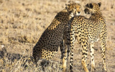 3-Day Masai Mara Fly-in & out – Rhino & Night Safari