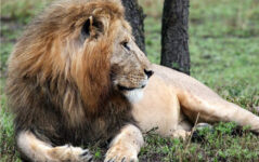 3-Day Masai Mara Fly-in & out – Rhino & Night Safari