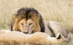 3-Day Fly to Kidepo Valley National Park