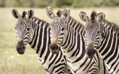 5-Day Kidepo Valley National Park Tour