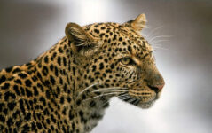 3-Day Fly to Kidepo Valley National Park
