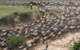 Top Things to Do and See in Masai Mara