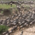 Halal Safaris in Africa with Ngoni Safaris