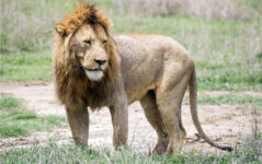 4-Day Classic Safari to Tarangire-Serengeti & Ngorongoro