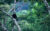 8-Day Rwanda Gorillas, Chimps and Wildlife Safari Tour