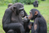 Ngamba Island Chimpanzee Sanctuary
