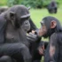 Chimpanzees in Uganda
