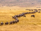 10 Best National Parks in Tanzania for Safari
