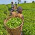 Golden Monkey Trekking in Mgahinga Uganda: Complete Guide