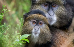 8-Day Rwanda Gorillas, Chimps and Wildlife Safari Tour