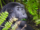 French speaking guides safaris in Uganda by Ngoni Safaris.
