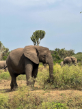 Spanish speaking guides on Uganda Safari