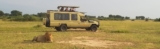 Wild Cats in Uganda Lions, Leopards, Cheetahs and Where to See Them