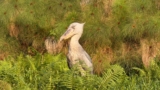 Shoebill in Uganda