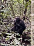 Kibale National Park Uganda’s Primate Capital