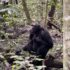 Accommodations Near the Rwenzori Mountains, Uganda
