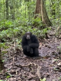 Chimpanzees in Uganda