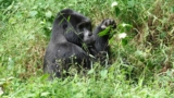 Why Choose Gorilla Trekking in Uganda