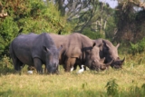 White Rhinos in Uganda Rhino Tracking at Ziwa Rhino Sanctuary