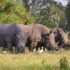 Lake Mburo National Park Uganda