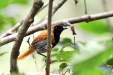 14-Day Uganda Birding Safari