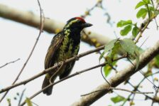 14-Day Uganda Birding Safari