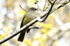 14-Day Uganda Birding Safari
