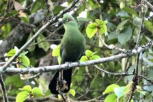 14-Day Uganda Birding Safari