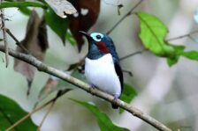 14-Day Uganda Birding Safari