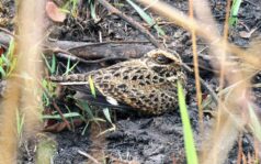 14-Day Uganda Birding Safari