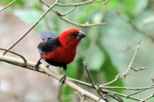 14-Day Uganda Birding Safari