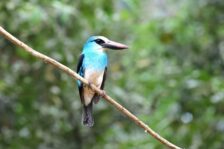 14-Day Uganda Birding Safari
