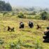 Tea Picking Tours in Uganda – Tea Plantation Experiences